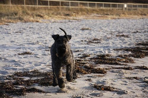 Terrier Kerryblue