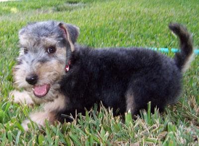 Terrier Lakeland dog