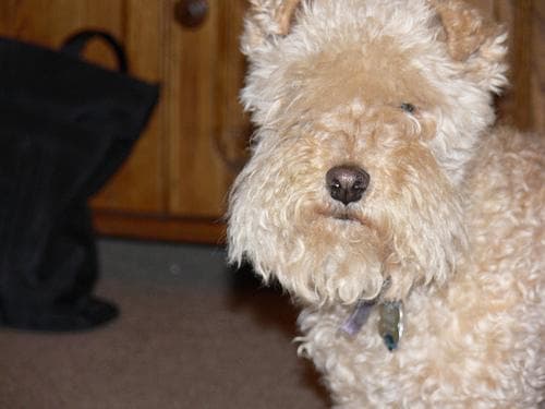 Terrier Lakeland dog