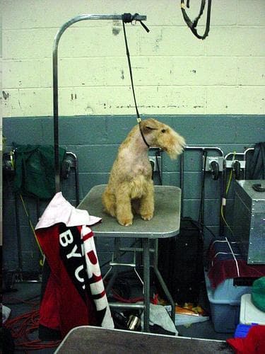 Terrier Lakeland dog