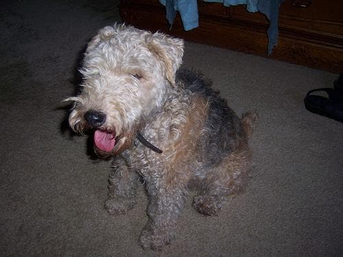 Terrier Lakeland