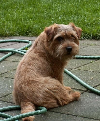 Terrier Norfolk dog