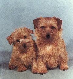 Terrier Norfolk