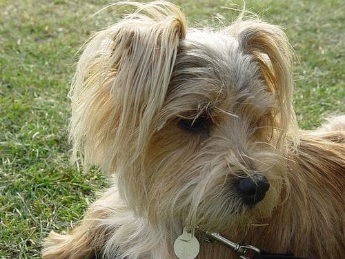 Terrier Norfolk