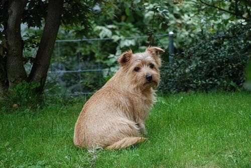 Terrier Norfolk dog