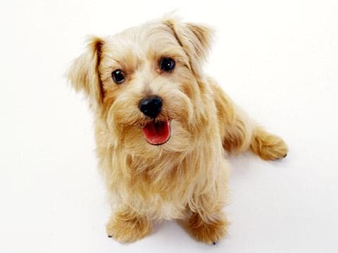 Terrier Norfolk dog
