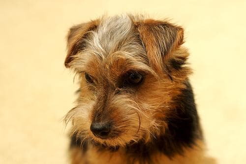 Terrier Norfolk dog