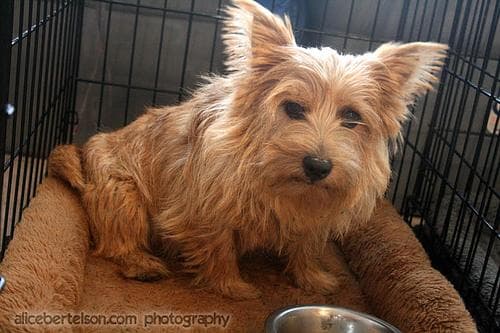 Terrier Norwich dog