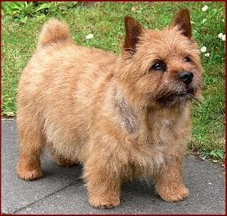 Terrier Norwich dog
