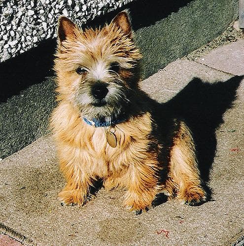 Terrier Norwich dog