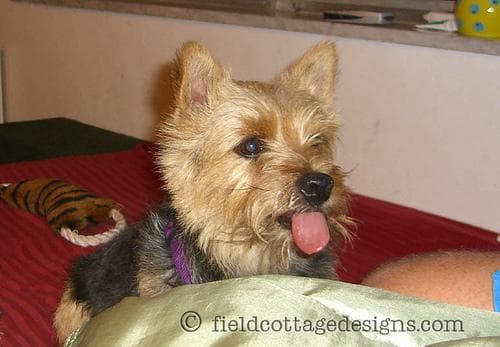 Terrier Norwich
