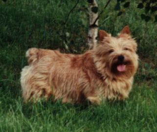 Terrier Norwich