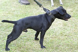 Terrier Patterdale dog