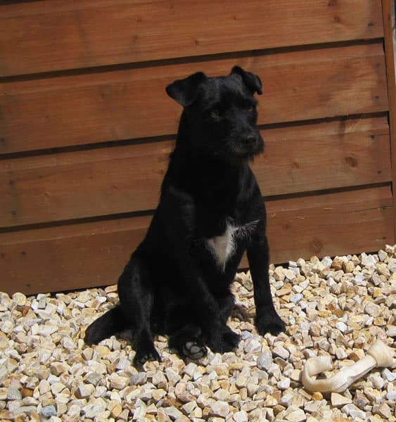 Terrier Patterdale