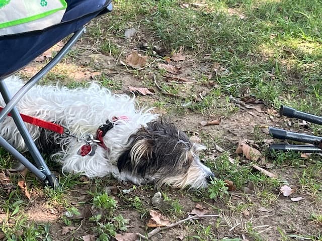 Terrier Russell dog