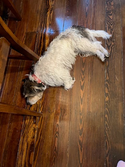 Terrier Russell dog