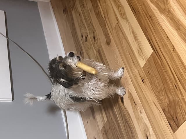 Terrier Russell dog