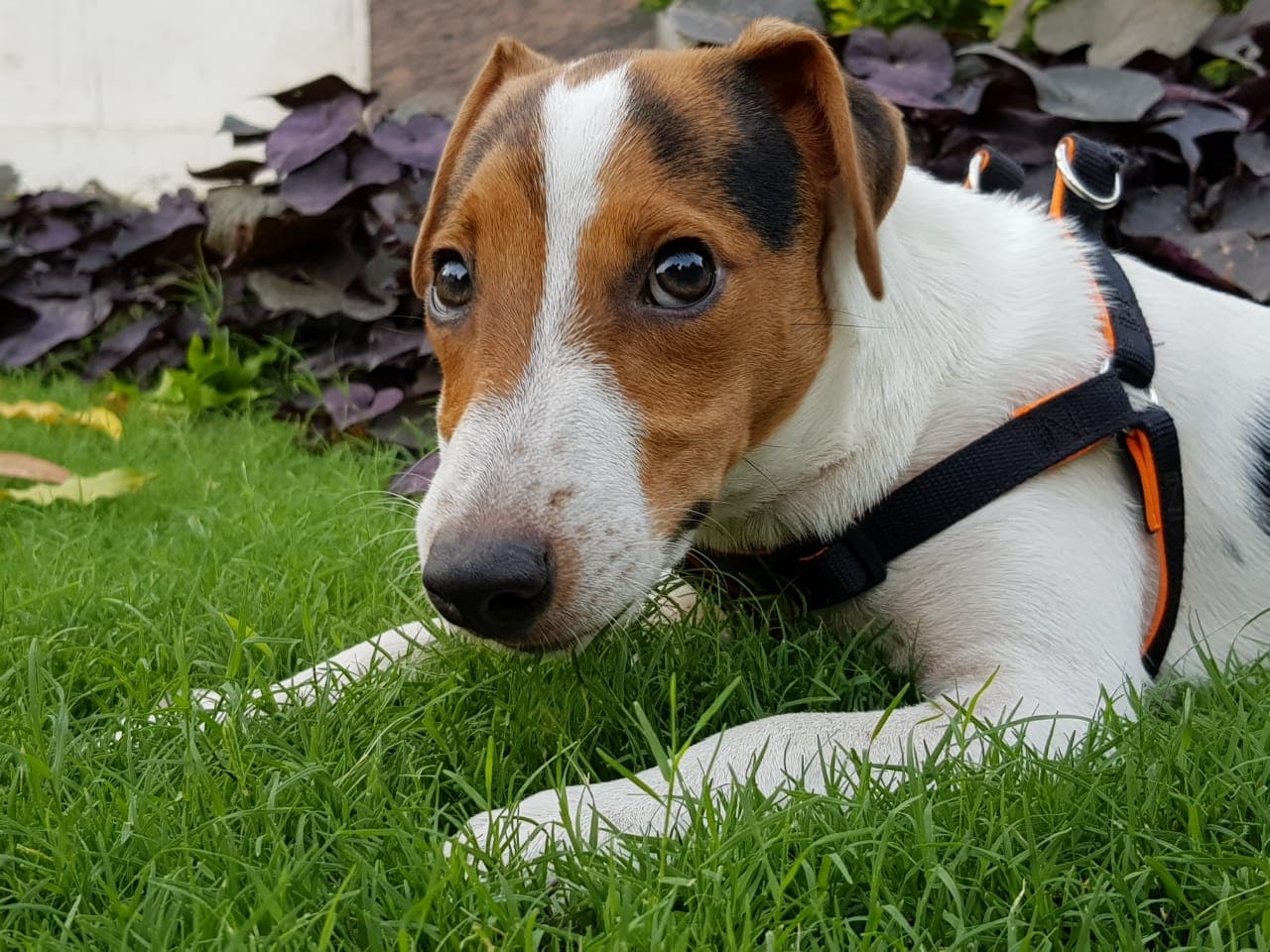 The Ultimate Pet Insurance Guide 2024: Is It Worth It For Your Dog?