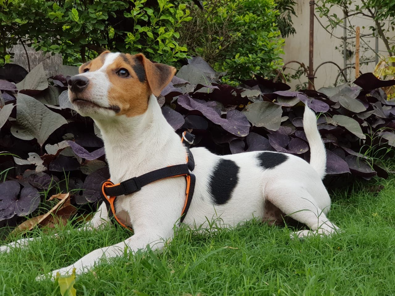 Terrier Russell