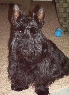 Terrier Scottish dog