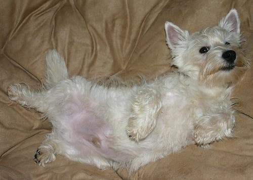 Terrier Scottish dog