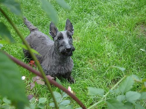 Terrier Scottish dog