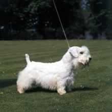 Terrier Sealyham dog