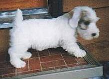 Terrier Sealyham dog