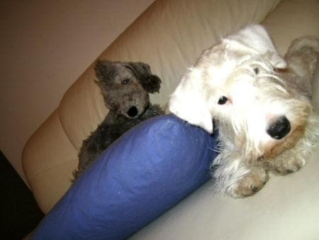 Terrier Sealyham dog
