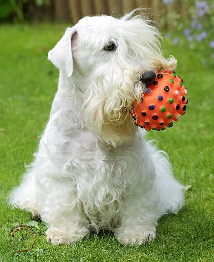 Terrier Sealyham