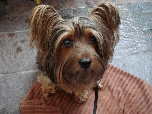 Terrier Silky dog