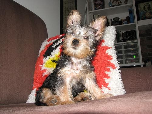 Terrier Silky dog