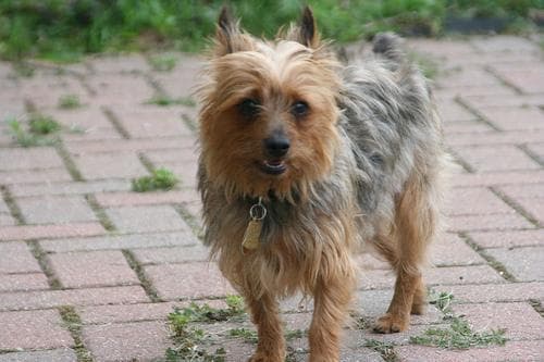 Terrier Silky dog