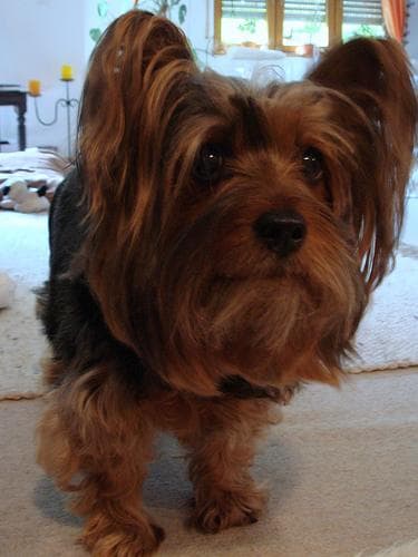Terrier Silky