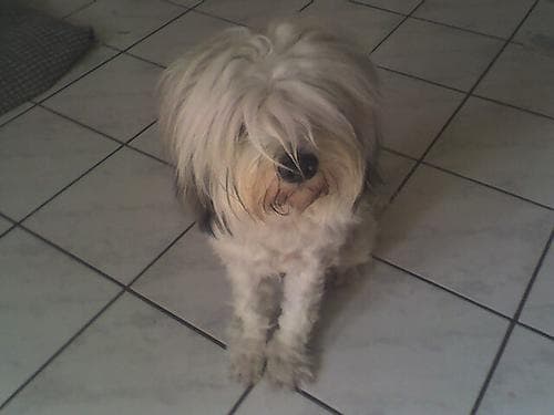Terrier Tibetan dog