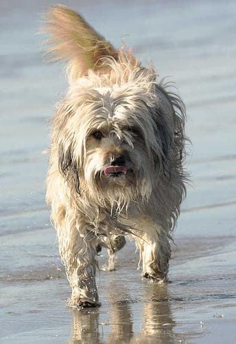 Terrier Tibetan dog