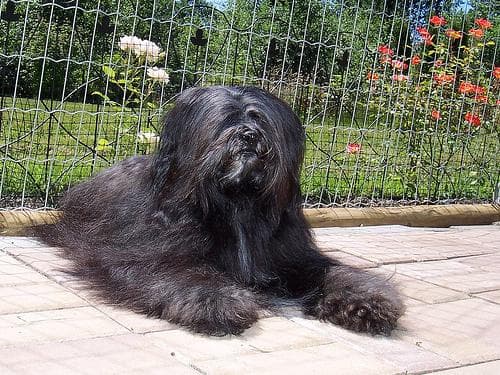 Terrier Tibetan dog