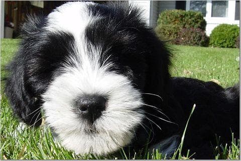 Terrier Tibetan