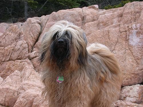 Terrier Tibetan