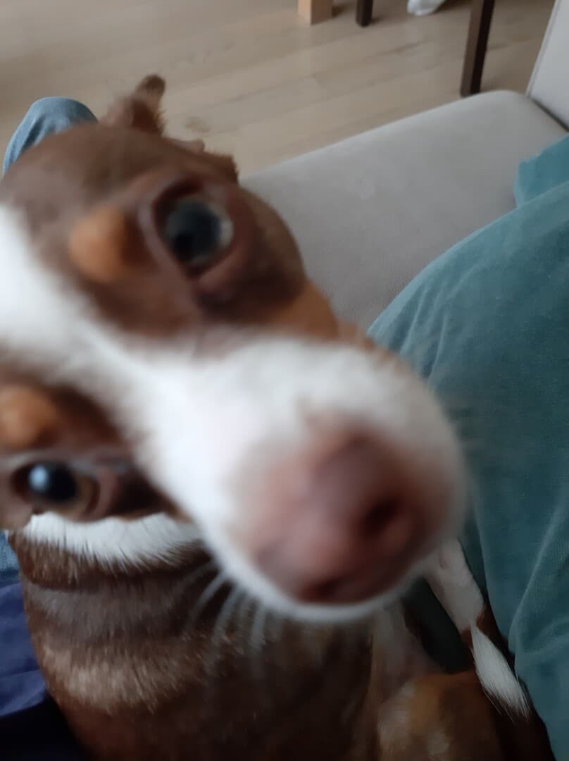 Terrier Toy dog