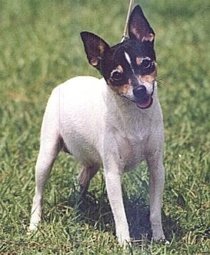 Terrier Toy dog