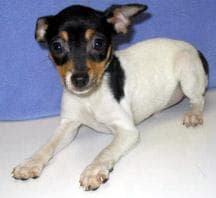 Terrier Toy