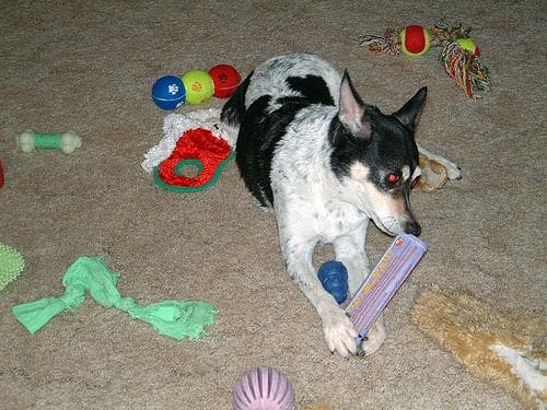 Terrier Toy dog