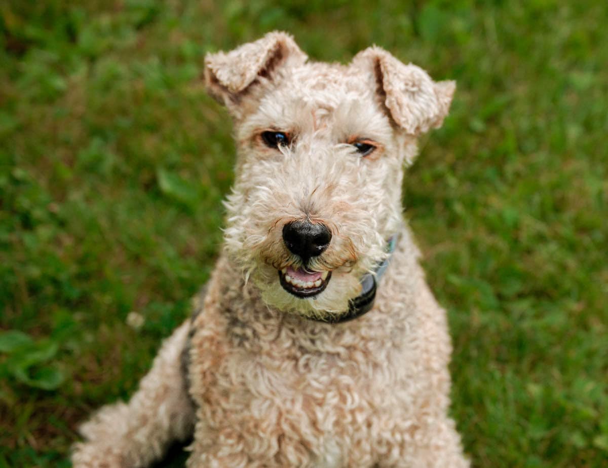 Terrier Welsh