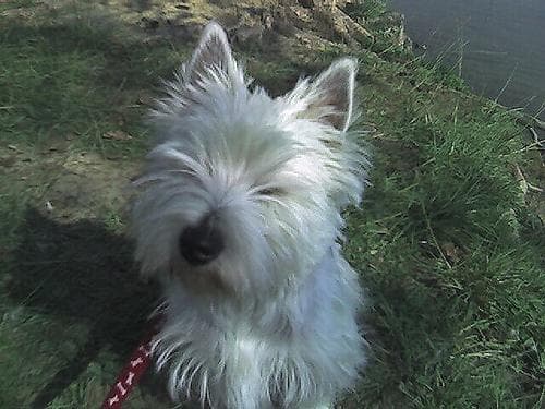 Terrier Westhighland