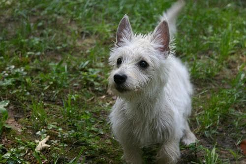 Terrier Westhighland dog