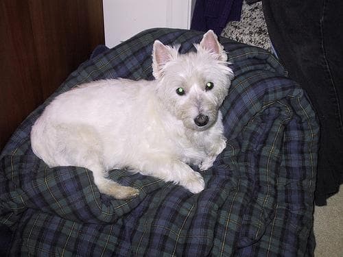 Terrier Westhighland dog