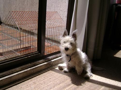 The Bermuda Triangle of Dog Breeds: The 3 Most Banned Dogs Worldwide