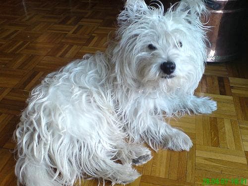 Terrier Westhighland dog