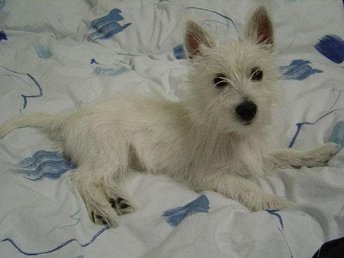 Terrier Westhighland